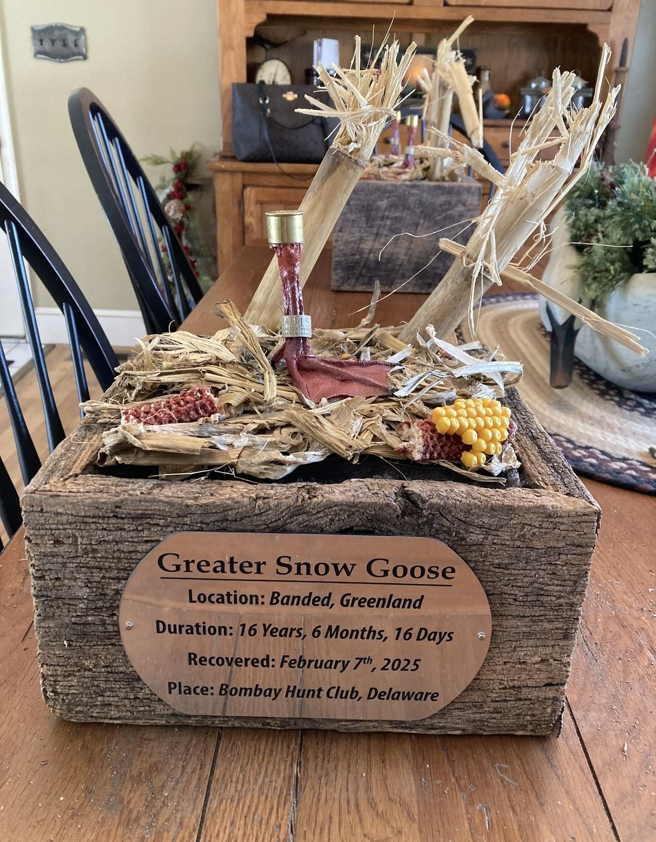 Handmade wooden display box for a Greater Snow Goose band recovered in Delaware