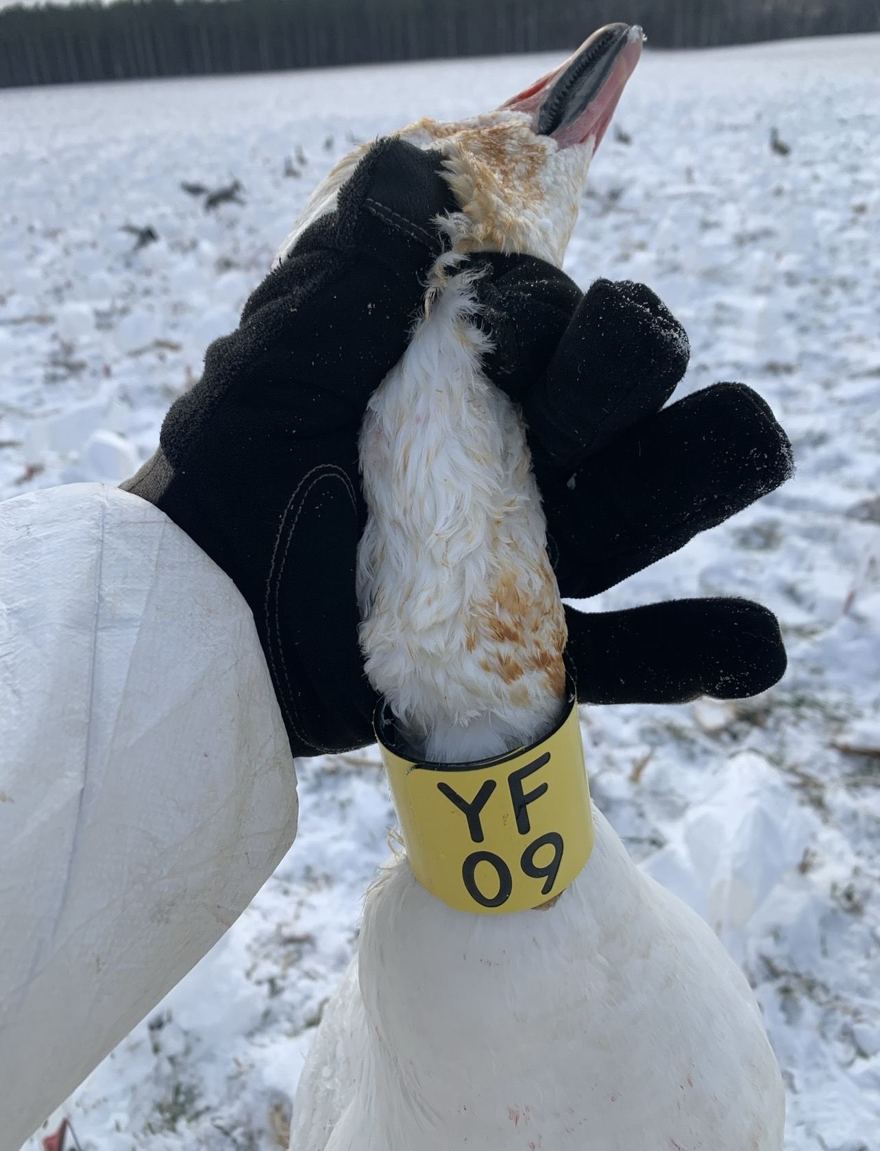 Snow goose with a yellow neck collar reading YF 09