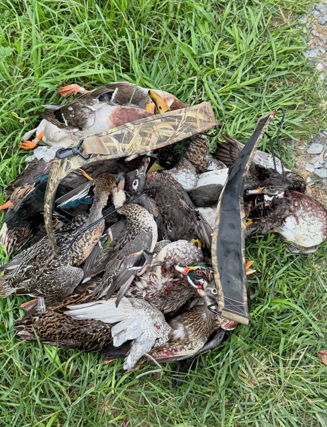 A pile of mallards, wood ducks and other ducks with a duck strap on the grass