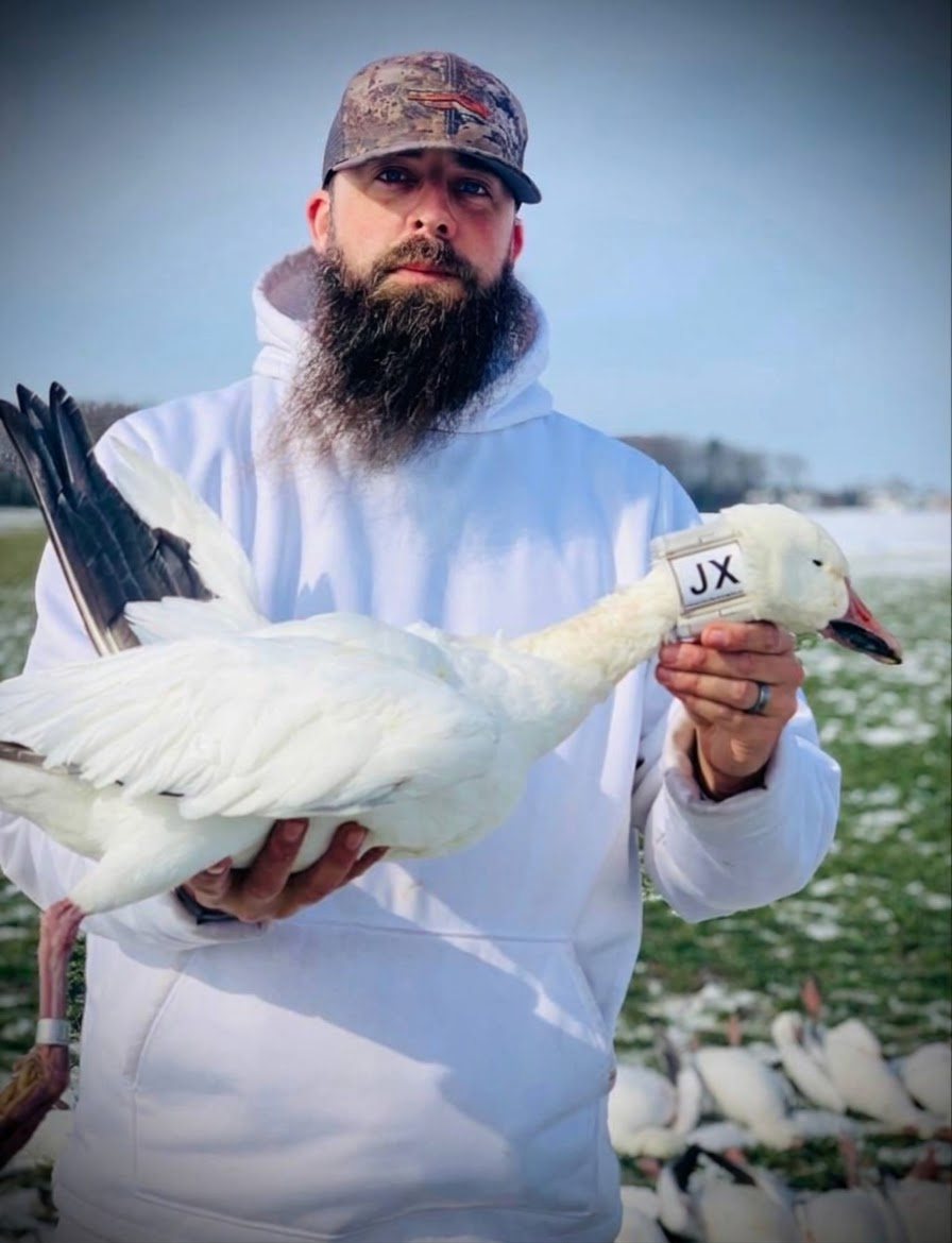 Guide holding a collared snow goose in a field full of decoys