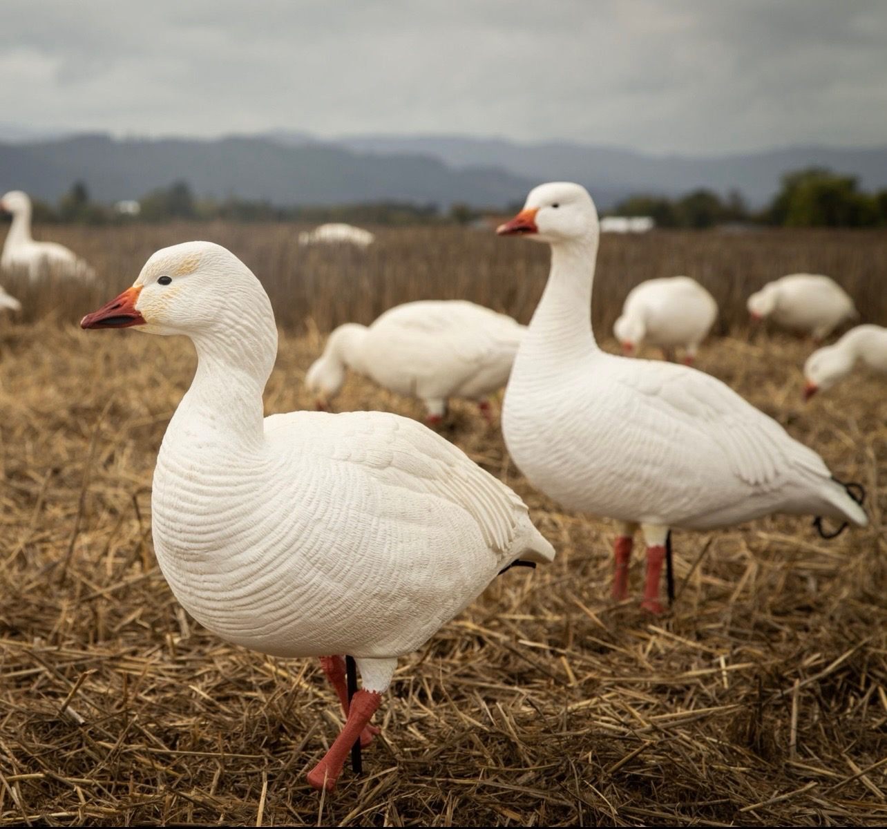 Full-body snow goose decoys set out in a stubble field
