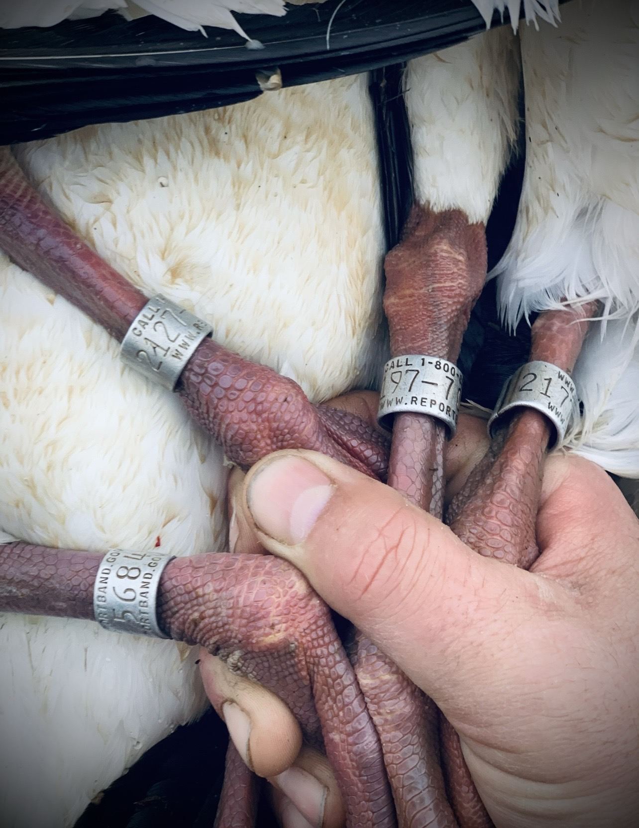 Hand holding three banded snow goose legs
